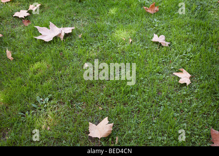 L'herbe sèche et les feuilles d'automne Banque D'Images