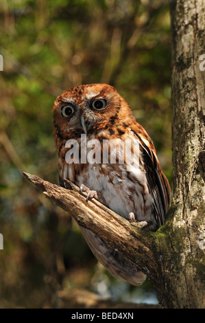 Petit-duc maculé, Megascops asio, Floride, captive Banque D'Images