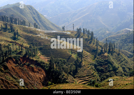 Terrasses de riz, Sapa, Hanoi, Vietnam du Nord, en Asie du sud-est Banque D'Images