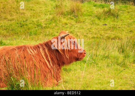 Dans la région de Highland cattle Glen Nevis, Argyll, Scotland Banque D'Images