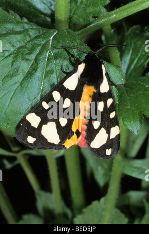 Cream-spot Tiger (Arctia villica) Banque D'Images