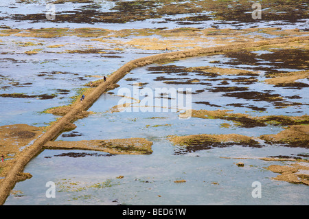 Causway exposées par marée basse près de phare de Ballines ile de Re, Charente Maritime- Banque D'Images