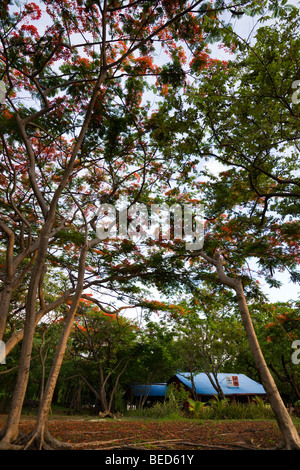 Royal Poinciana châssis arbres devant la plage, restaurant Coq Père à Playa Ocotal dans la province de Guanacaste au Costa Rica. Banque D'Images