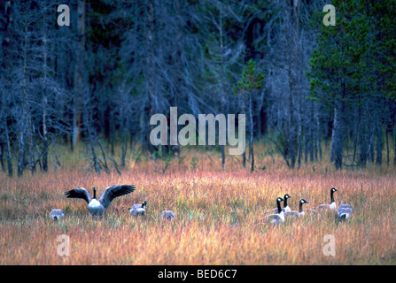 Troupeau de Bernaches du Canada (Branta canadensis) le pâturage dans le champ à côté de la forêt de conifères Banque D'Images