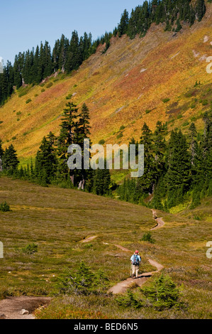 L'Excelsior Ridge trail dispose de fabuleuses vues sur le Mt. Baker et Mt. Shuksan trouvé dans le Mt. Baker National Forest. Banque D'Images