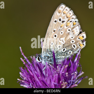 Close-up of a male papillon bleu commun alimentant le nectar d'une fleur Banque D'Images