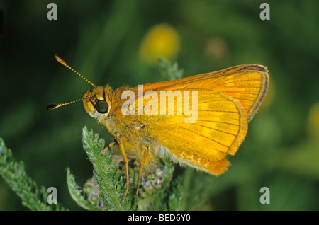 Grand Papillon de couleur rouille Skipper (Ochlodes venatus) Banque D'Images