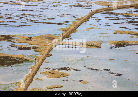 Causway exposées par marée basse près de phare de Ballines ile de Re, Charente Maritime- Banque D'Images