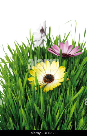 Pelouse et fleurs, Cape glandulaire Marigold (Dimorphotheca sinuata) Banque D'Images