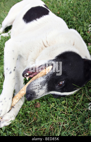 Chien de race border collie mix à mâcher sur un bâton en bois, couché sur l'herbe verte. Banque D'Images