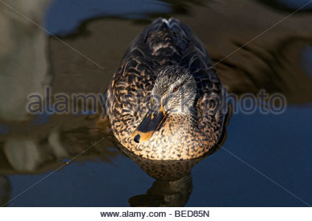 Canard colvert femelle Banque D'Images