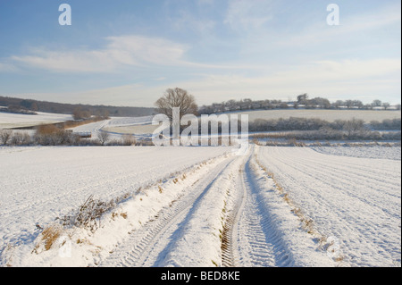 Passage dans un champ avec des chenilles en hiver, Saint-Veit, Basse-Autriche, Autriche, Europe Banque D'Images