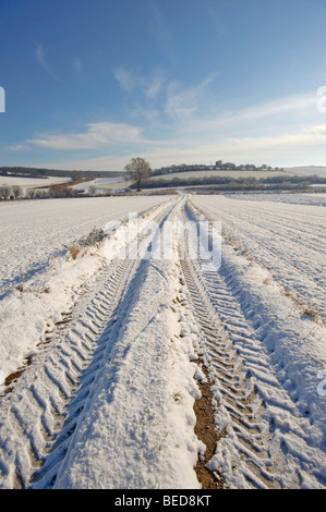 Passage dans un champ avec des chenilles en hiver, Saint-Veit, Basse-Autriche, Autriche, Europe Banque D'Images