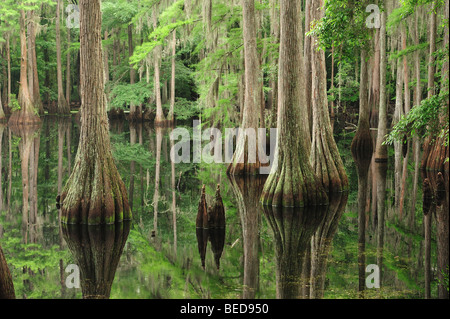 Le cyprès chauve, Taxodium distichum, lac Bradford, en Floride Banque D'Images