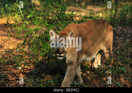 Florida panther, Puma concolor coryi, Floride, captive Banque D'Images