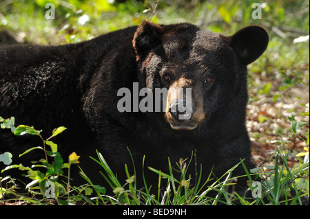 Ours noir, ursus americanus, Floride, captive Banque D'Images