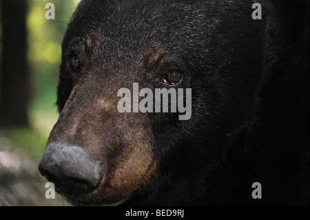 Ours noir, ursus americanus, Floride, captive Banque D'Images