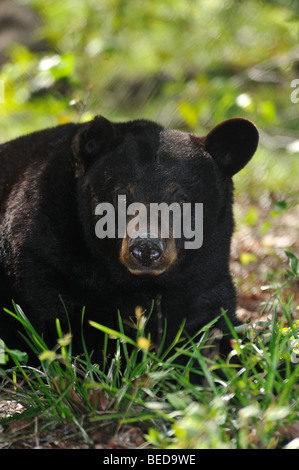 Ours noir, ursus americanus, Floride, captive Banque D'Images