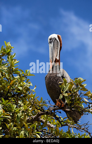 Pélican brun (Pelecanus occidentalis) le toilettage lui-même sur un arbre, Punta Cormorant, Île Floreana, Galapagos archipel, eq Banque D'Images