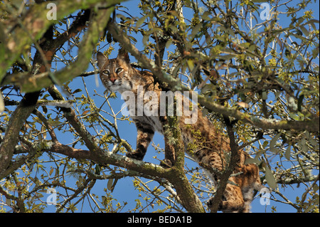 Le lynx roux, Lynx rufus, en Floride, captive Banque D'Images