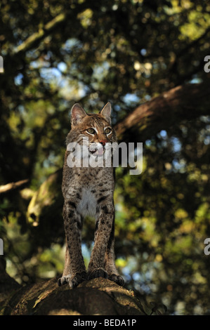 Le lynx roux, Lynx rufus, en Floride, captive Banque D'Images