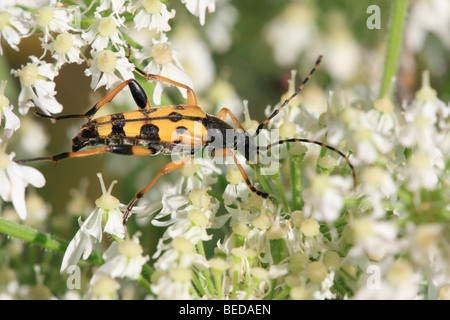Longhorn Beetle (Strangalia maculata) sur angelica Banque D'Images