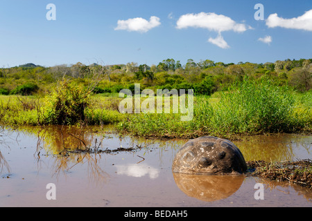 Tortue géante des Galapagos (Chelonoidis nigra porteri) à l'highland marécageux, l'île de Santa Cruz, l'île des Galapagos, infatigable Banque D'Images