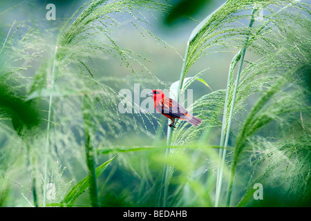 (Foudia madagascariensis Madagascar Fody) dans un champ de céréales Banque D'Images