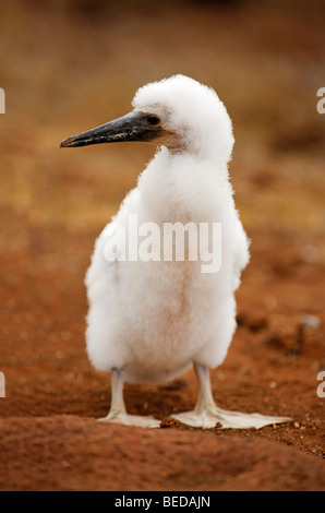 Fou masqué (Sula dactylatra) chick, à marcher, essayant maladroitement de l'île Seymour Nord, l'archipel des Galápagos, l'Équateur, au Sud Banque D'Images
