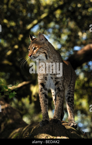 Le lynx roux, Lynx rufus, en Floride, captive Banque D'Images