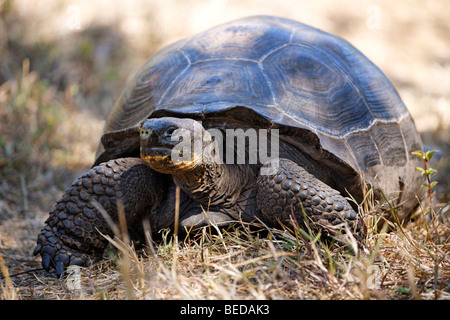 Tortue géante des Galapagos (Chelonoidis nigra porteri) marcher sur l'herbe, l'île de Santa Cruz, infatigable, l'Île Arc Galapagos Banque D'Images