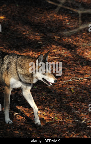 Red Wolf, Canis rufus, en Floride (captive) Banque D'Images