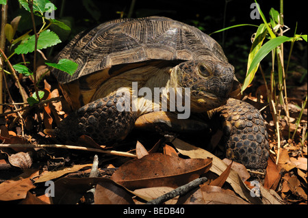 Gopher, Tortue Gopherus polyphemus, Floride, captive Banque D'Images