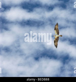 Les balbuzards pêcheurs de vol contre un ciel bleu fond de nuage blanc puffy Banque D'Images