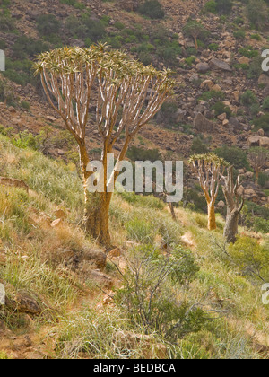 Quiver Tree (ALOE) dichtoma, Naukluft mountains, Namibie, Afrique Banque D'Images