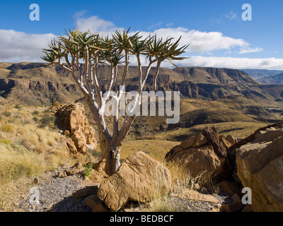 Quiver Tree (ALOE) dichtoma, Naukluft mountains, Namibie, Afrique Banque D'Images