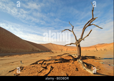 Dead Camel Thorn Tree (Acacia erioloba) au Dead Vlei dans le désert du Namib, Namibie, Afrique Banque D'Images