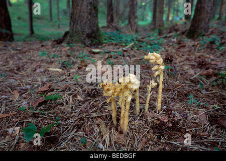 Dutchman's pipe, Yellow Bird's-nid (Monotropa hypopitys), d'Amérique du Tyrol, Autriche, Europe Banque D'Images