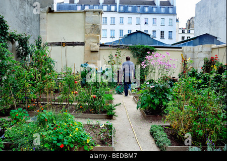 Paris, France - Homme visitant le jardin communautaire dans le quartier du marais, (près de la « arche des enfants rouges ») légumes france Banque D'Images