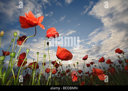 Champ de maïs ou de pavot (Papaver rhoeas), Ciel, nuages, prairie, champ Banque D'Images