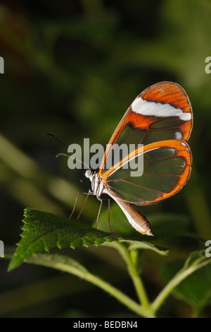 Glasswing (Greta oto) Banque D'Images