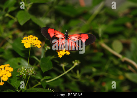 Postman Butterfly (Heliconius melpomene) Banque D'Images