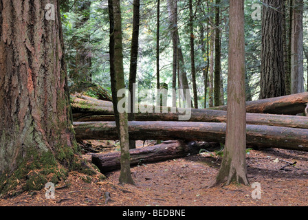 Les troncs d'arbres sur le sol entre les arbres géants, rainforest froid Cathedral Grove, Mac Millan Provincial Park, l'île de Vancouver, Ca Banque D'Images