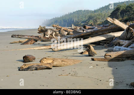 Driftlogs sur la côte du Pacifique, à marée, Kalaloch, Olympic Peninsula, Washington, USA Banque D'Images