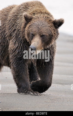 Stock photo image verticale d'un ours brun d'Alaska marchant sur la plage. Banque D'Images