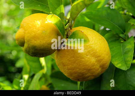 Zitrone am Baum - citron sur tree 02 Banque D'Images
