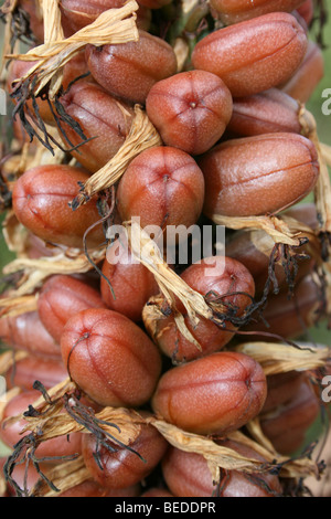 Fruits d'aloès dans Addo Elephant Park, Eastern Cape, Afrique du Sud Banque D'Images