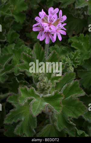 Géranium Pelargonium graveolens prises à Hermanus, Western Cape, Afrique du Sud Banque D'Images