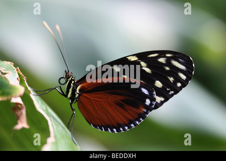 (Heliconius hecale Hecale Longwing zuleika), Papillon d'Amérique Banque D'Images