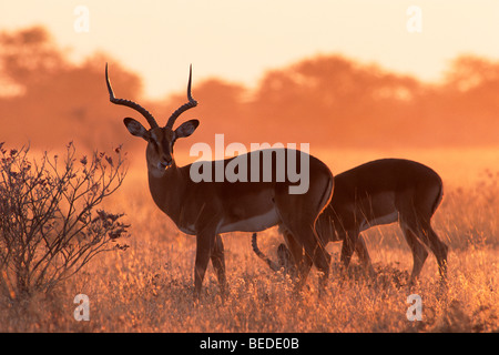 L'Impala (Aepyceros melampus) au lever du soleil, Etosha National Park, Namibie, Afrique Banque D'Images